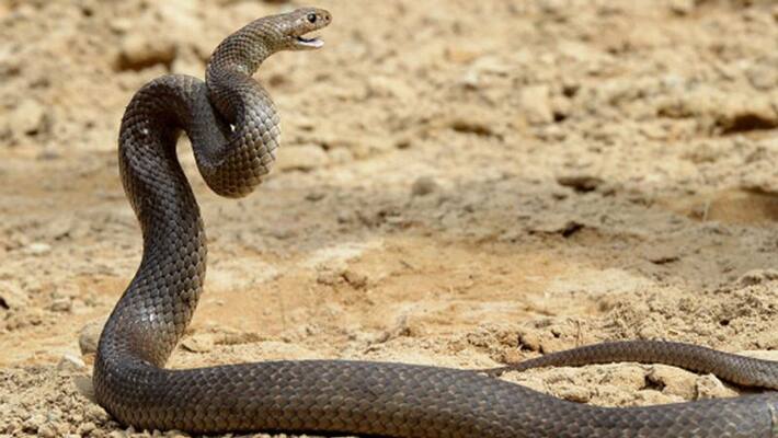 dont need covid vaccine woman threatens medical team with snake in Rajasthan dont need covid vaccine woman threatens medical team with snake in Rajasthan