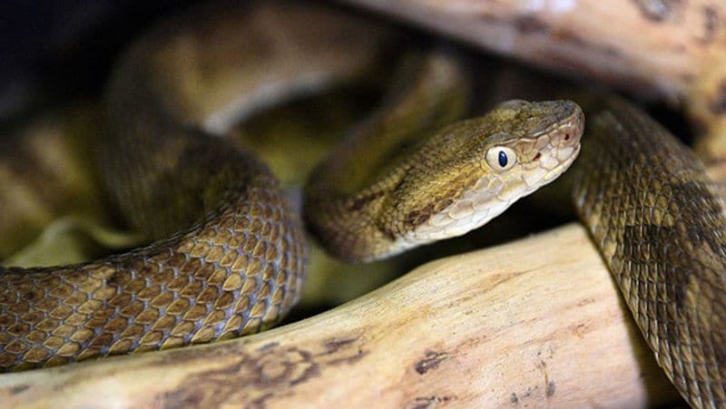 Brazil largest and most dangerous snakes in the world live in Ilha da Queimada Grande