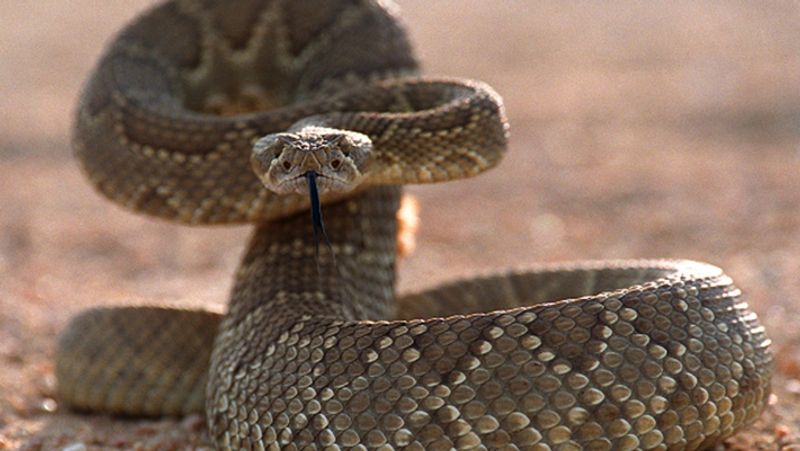 Brazil largest and most dangerous snakes in the world live in Ilha da Queimada Grande