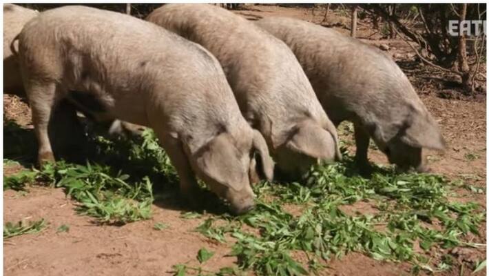Africal swine fever confirmed in Wayanad Africal swine fever confirmed in Wayanad