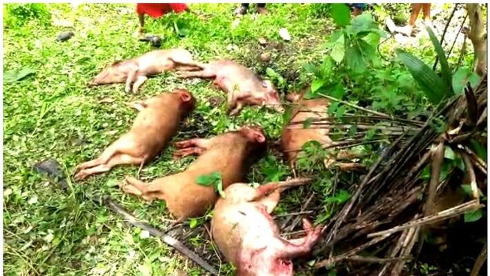 wild boar shot dead by forest officials wild boar shot dead by forest officials