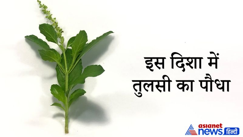Tulsi increases positivity in home, know rules of planting it