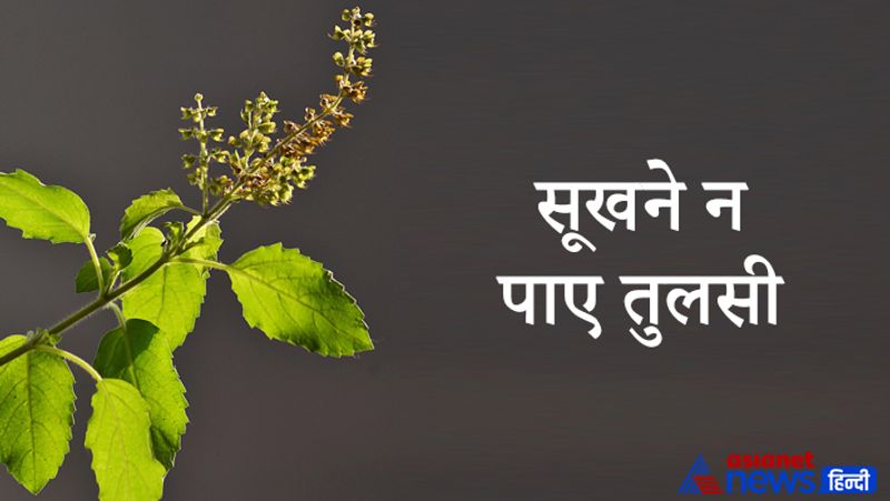 Tulsi increases positivity in home, know rules of planting it