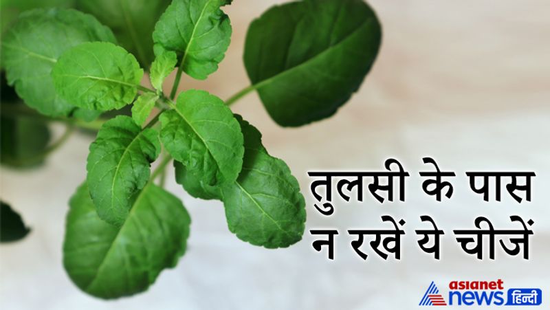 Tulsi increases positivity in home, know rules of planting it