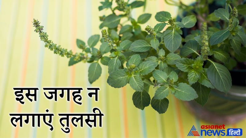 Tulsi increases positivity in home, know rules of planting it