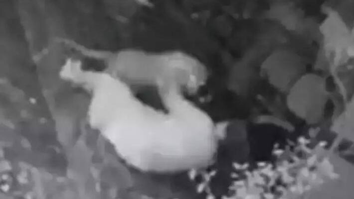 55 year old brave woman fought with leopard in Mumbai, animal has attacked on 4 people 55 year old brave woman fought with leopard in Mumbai, animal has attacked on 4 people