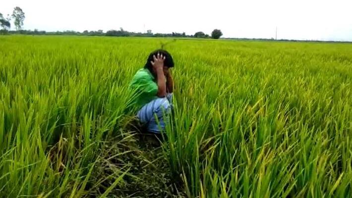 Rain effect Total 7.31 Lakh hector crop damage in Karnataka rbj Rain effect Total 7.31 Lakh hector crop damage in Karnataka rbj