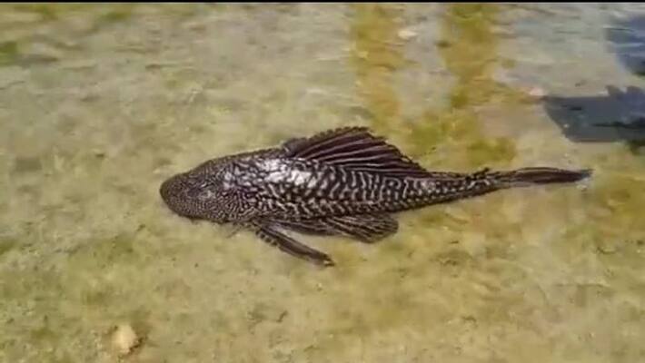 rare fish found by fisherman in peddapalli district rare fish found by fisherman in peddapalli district
