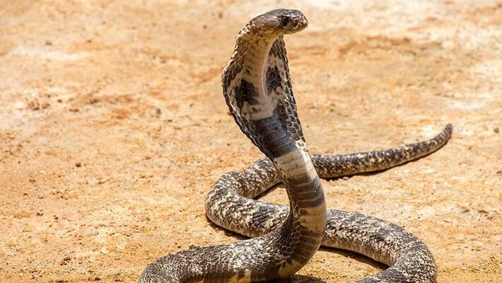 New Trend Of Snake Bite Murders, Says Supreme Court, Denies Bail To Accused New Trend Of Snake Bite Murders, Says Supreme Court, Denies Bail To Accused