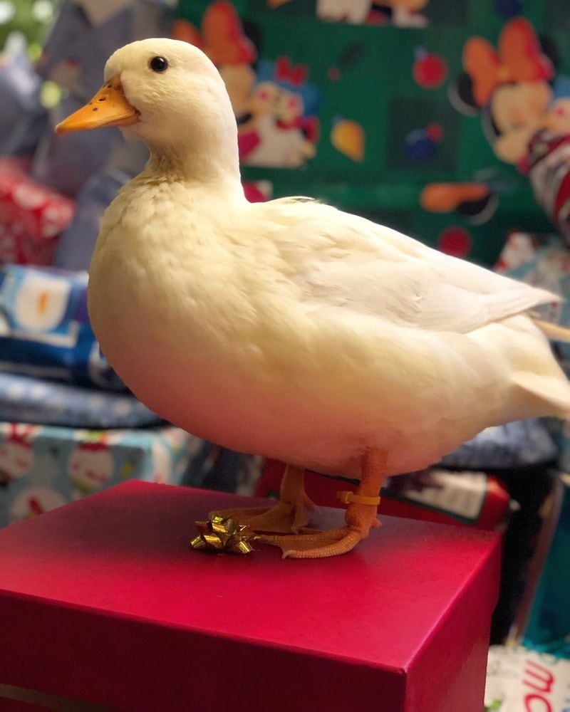 This duck earns three lakh rupees every month by tiktok channel videos