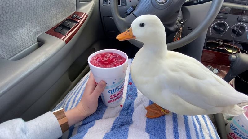 This duck earns three lakh rupees every month by tiktok channel videos