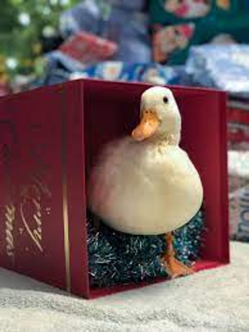 This duck earns three lakh rupees every month by tiktok channel videos