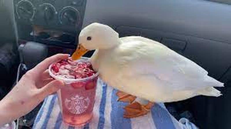 This duck earns three lakh rupees every month by tiktok channel videos