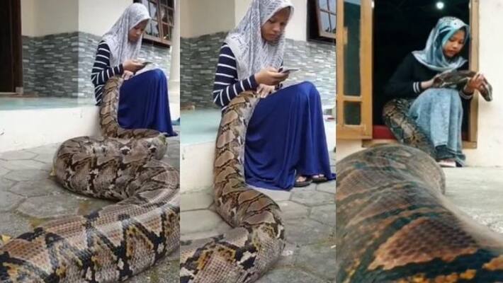 20 foot snake sleeps in the lap of a 15 year old girl 20 foot snake sleeps in the lap of a 15 year old girl