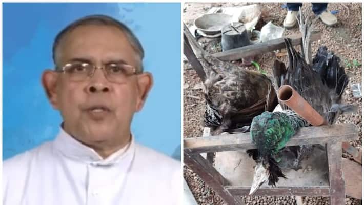 church father arrested for killing peacock church father arrested for killing peacock