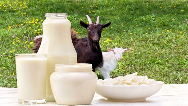 Gandhi Jayanti 2021: Mahatma Gandhi drink goat and almond milk, know its benefits