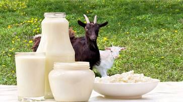 is drinking goat milk good for health in tamil is drinking goat milk good for health in tamil