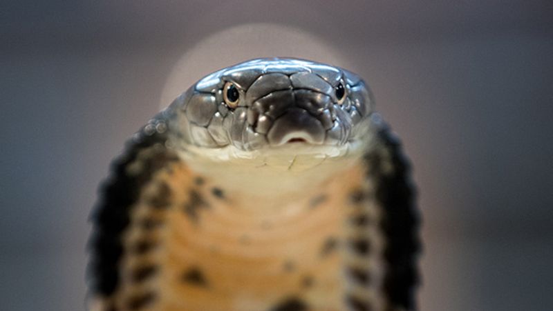 Snakes: வெயிலுக்கு இதமாக குளிர்ந்த வீடுகளை தேடும் நாக பாம்புகள்...நாம்