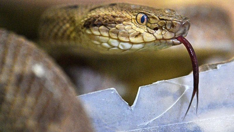 Australia three male snakes started fighting for a female snake