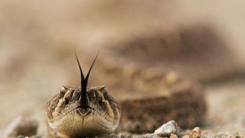 Australia three male snakes started fighting for a female snake