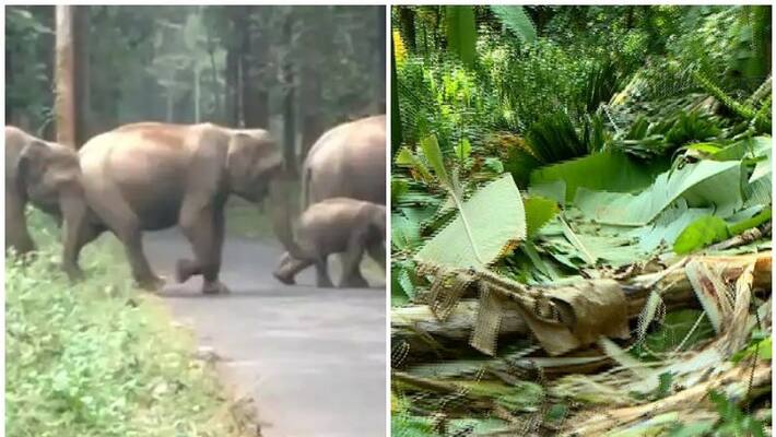 kasaragod Karadka fear elephants attack kasaragod Karadka fear elephants attack