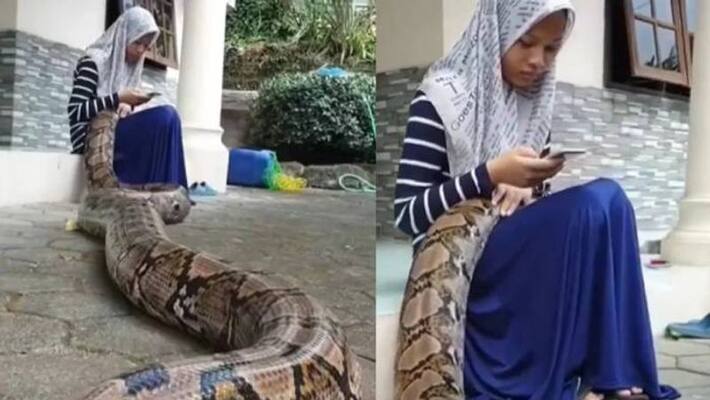 python sleeping in girls lap python sleeping in girls lap