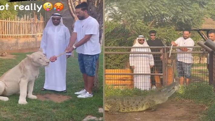 Yuvraj Singh shared his video with tigers and other animals from fame park Dubai, see here Yuvraj Singh shared his video with tigers and other animals from fame park Dubai, see here
