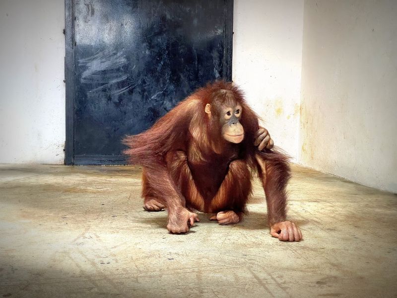 Mysuru zoo gets two gorillas 4 orangutans from Foreign snr