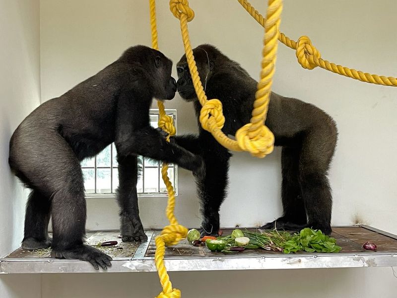 Mysuru zoo gets two gorillas 4 orangutans from Foreign snr