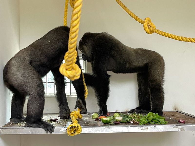 Mysuru zoo gets two gorillas 4 orangutans from Foreign snr