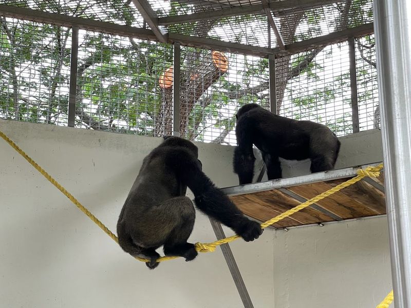 Mysuru zoo gets two gorillas 4 orangutans from Foreign snr
