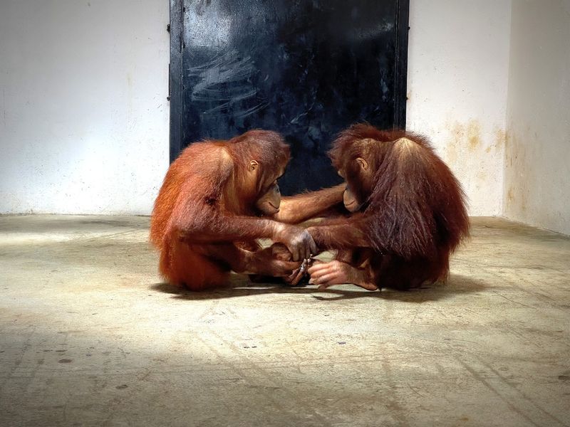 Mysuru zoo gets two gorillas 4 orangutans from Foreign snr