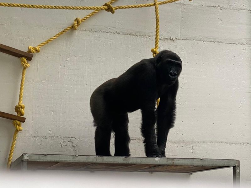 Mysuru zoo gets two gorillas 4 orangutans from Foreign snr