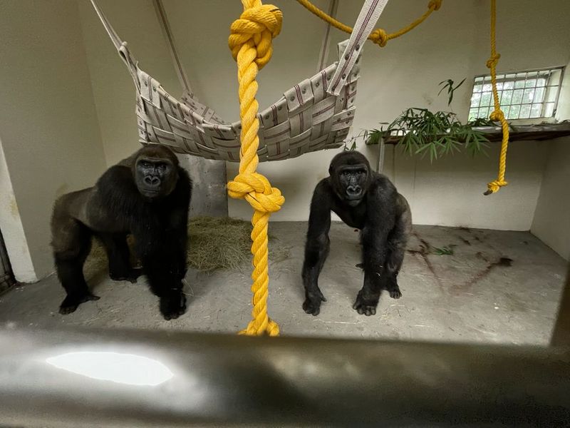 Mysuru zoo gets two gorillas 4 orangutans from Foreign snr