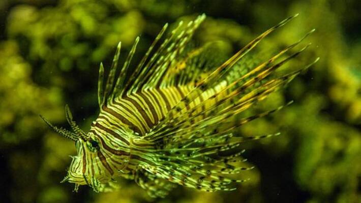 man catches venomous lionfish from coast of Dorset man catches venomous lionfish from coast of Dorset