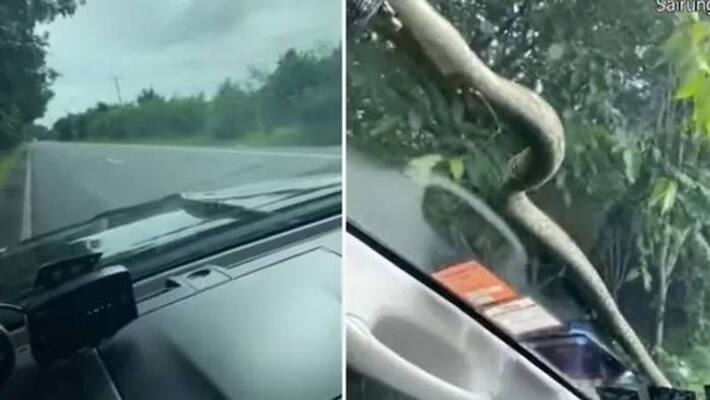 snake on the windscreen of a moving car snake on the windscreen of a moving car