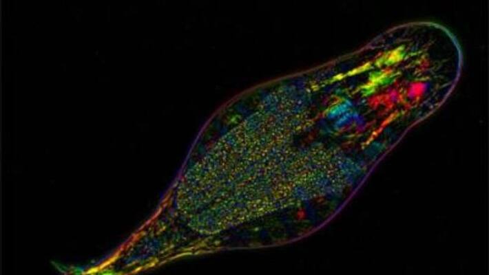 50 Million Years without sex bdelloid rotifers 50 Million Years without sex bdelloid rotifers
