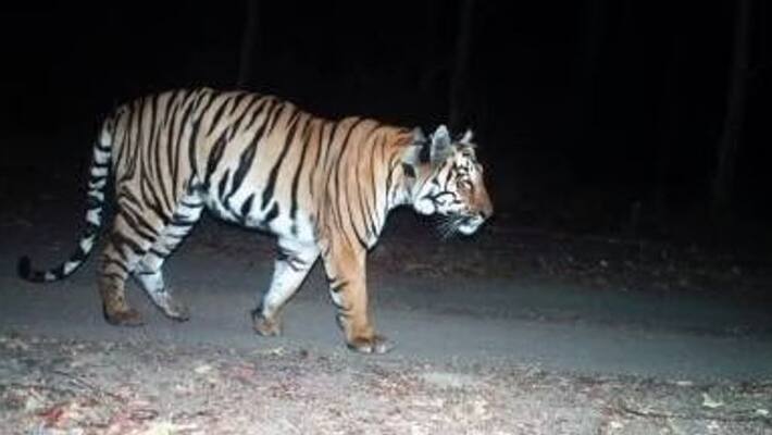 T 23 tiger escaped T 23 tiger escaped