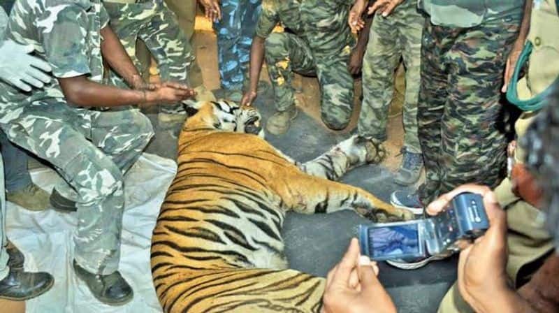 The killer tiger trapped in after 21 days..  was caught again after being injected with anesthetic.