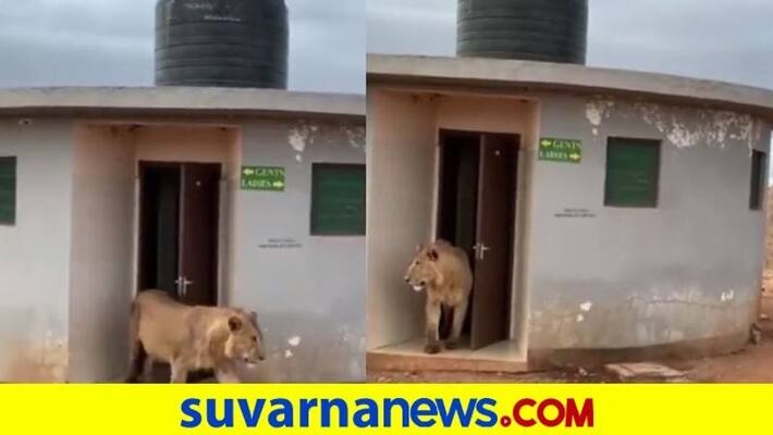 Video of lion emerging from public toilet leaves netizens awestruck mah Video of lion emerging from public toilet leaves netizens awestruck mah