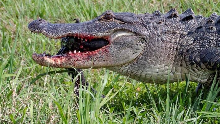 video shows huge alligator eating a smaller alligator video shows huge alligator eating a smaller alligator