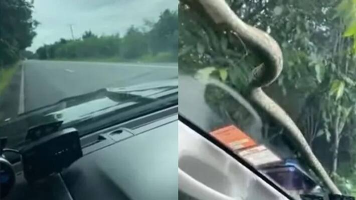 viral video of snake slithering on moving car wind glass viral video of snake slithering on moving car wind glass