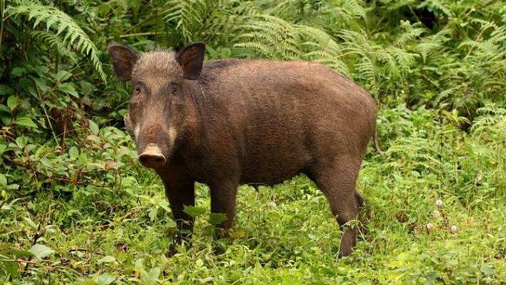 woman attacked by wild boar in wayanad woman attacked by wild boar in wayanad