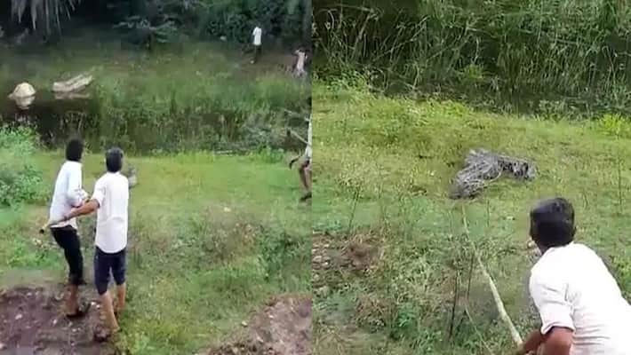 Rajasthan villagers cut a python with an axe in Udaipur Rajasthan villagers cut a python with an axe in Udaipur