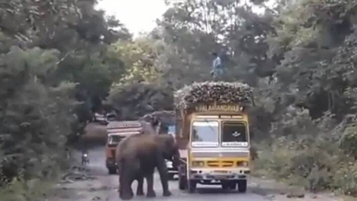 Mother elephant and baby search vehicles for sugarcane viral video Mother elephant and baby search vehicles for sugarcane viral video