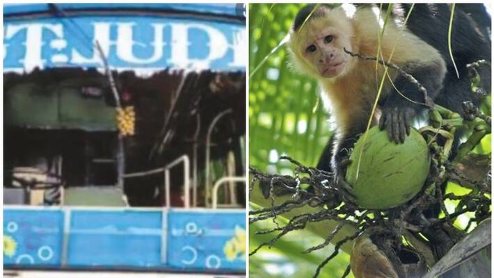 wild monkey break running bus glass with coconut in kannur iritty wild monkey break running bus glass with coconut in kannur iritty