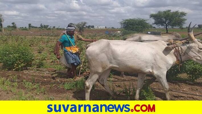 Again Deprivation of Fertilizer in Gadag District grg Again Deprivation of Fertilizer in Gadag District grg