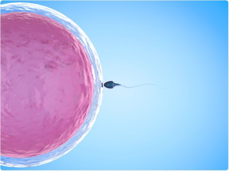 Foods that can help in your IVF treatment