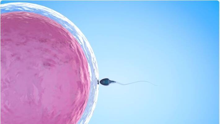 What To Eat And What To Avoid During IVF Treatment What To Eat And What To Avoid During IVF Treatment
