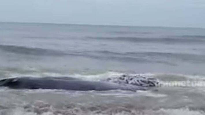 The body of a whale at Kannur azheekkal sea shore The body of a whale at Kannur azheekkal sea shore